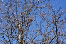 bird perched on a blossoming tree at the start of spring in north yorkshire